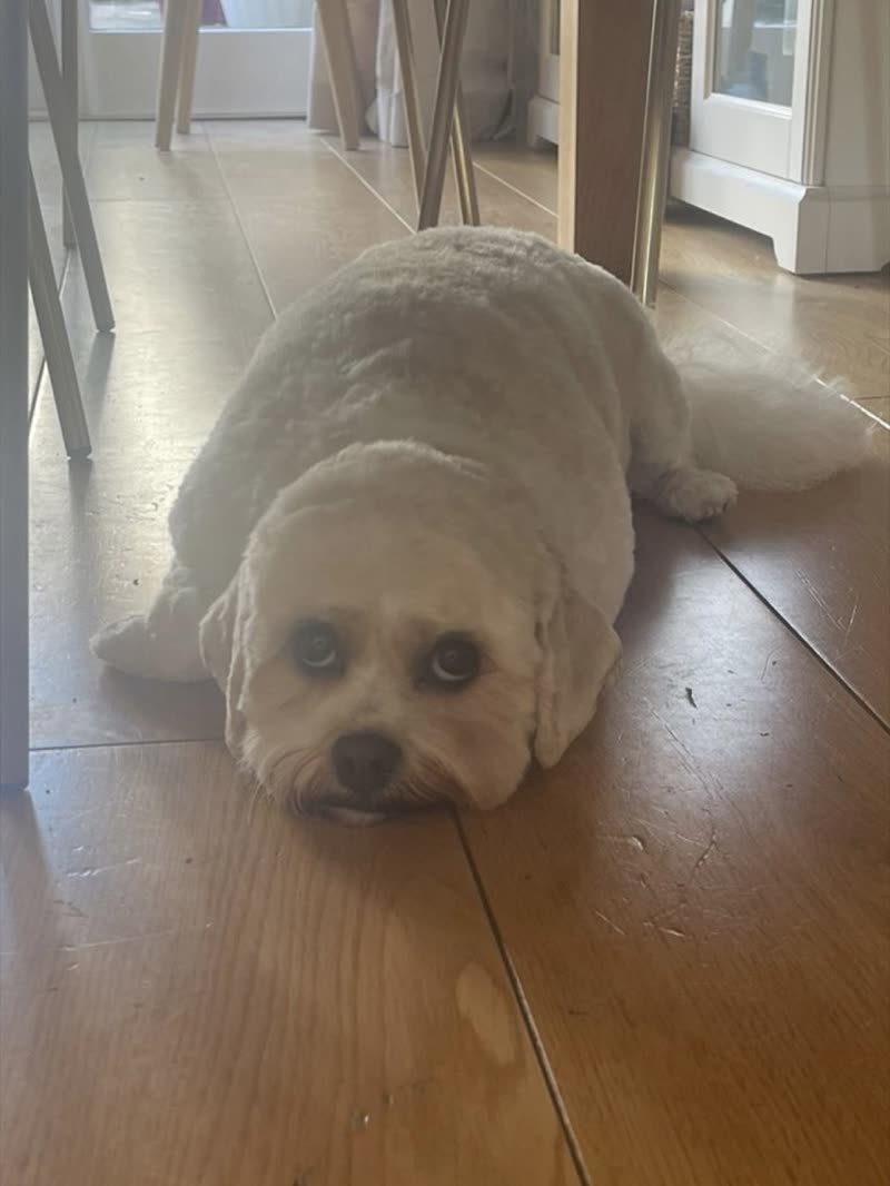 A cream curly-coated dog lying flat on a wooden floor indoors, shot from low down