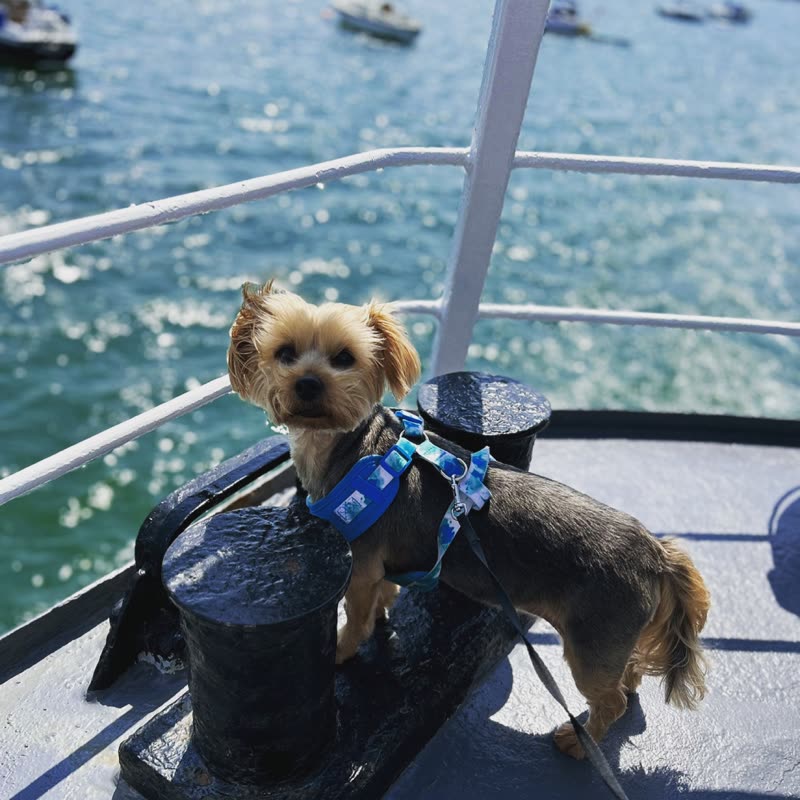 A small tan and black terrier in a blue harness standing on a boat deck with bright sea behind