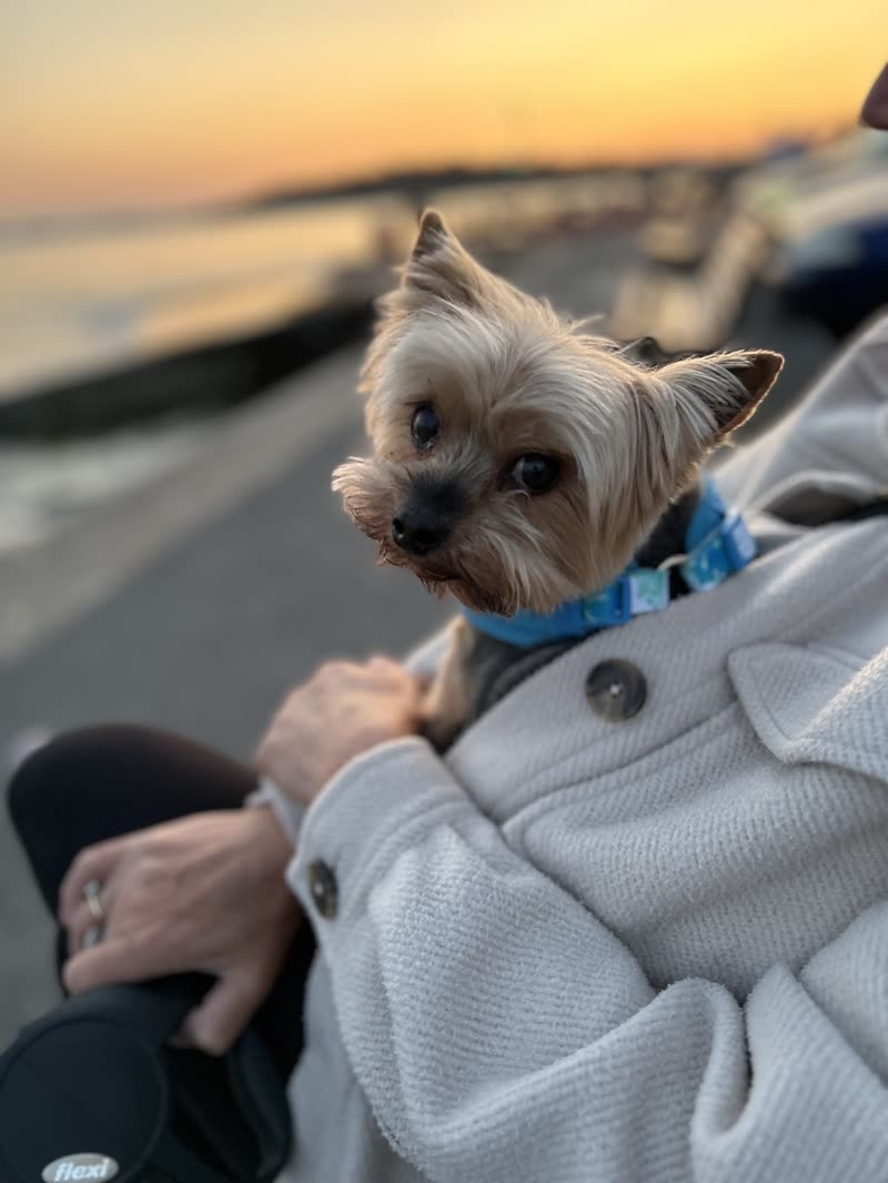 A Yorkshire Terrier in a blue collar held in someone's arms on a beach at sunset