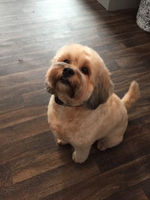 A freshly groomed apricot Shih Tzu cross sitting on a dark wood floor, looking up at the camera