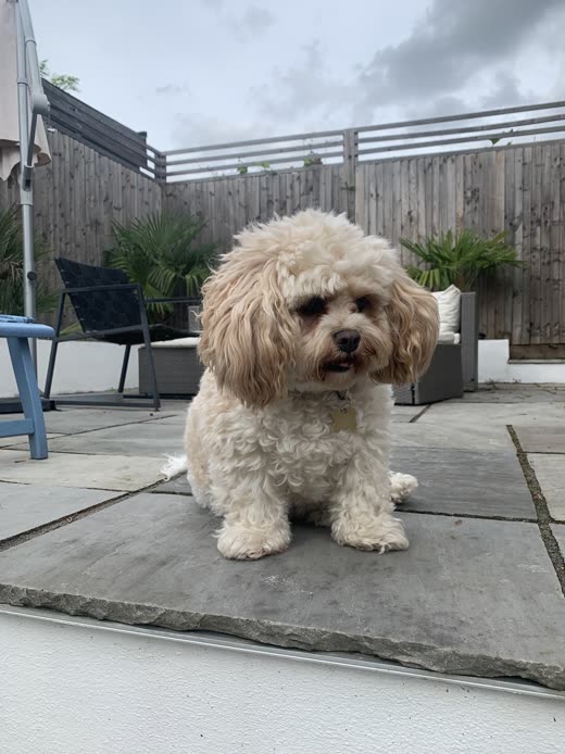 A cream Bichon-poodle cross with a rounded scissored head sitting on a garden patio