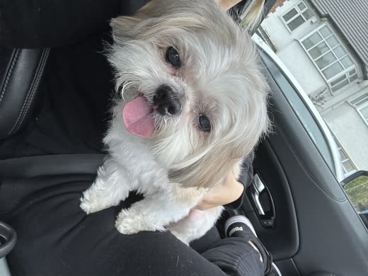 Close-up of a white Shih Tzu cross with hair blowing across its eyes and its tongue out