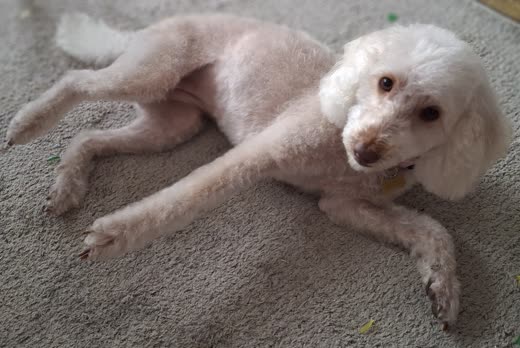 A cream poodle with a close body clip and a full rounded head lying stretched out on a carpet