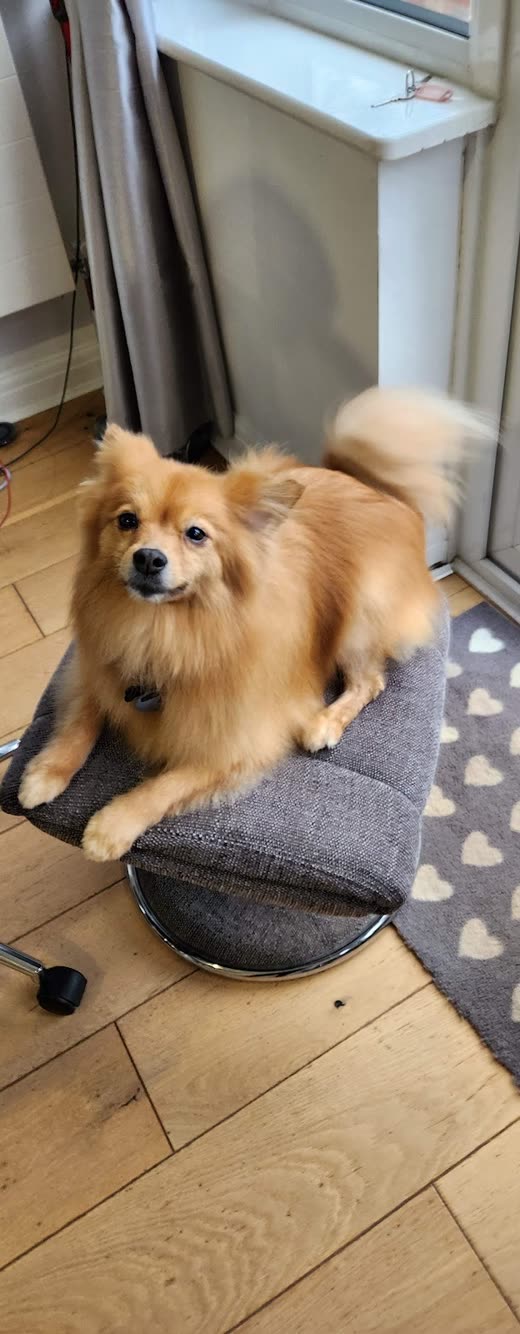 A small tan and white Pomeranian-type dog sitting on a bed beside a patio door